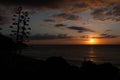 Silhouettes of blooming agaves at sunset Royalty Free Stock Photo