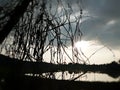 Silhouettes of Branches and Scenic View of the Field During Sunrise Hours Royalty Free Stock Photo