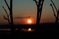 Silhouettes of branches on a sunset background Royalty Free Stock Photo