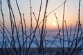 Silhouettes of branches on the sunset Royalty Free Stock Photo