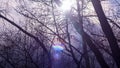 Silhouettes of branches and tree trunks in the forest, the Park against the sky and clouds. Sun glare, ray of light, sunlight. Royalty Free Stock Photo