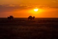 Silhouettes of camels against the background of a sunset in the desert Royalty Free Stock Photo