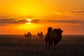 Silhouettes of camels against the background of a sunset in the desert Royalty Free Stock Photo