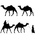 Silhouettes of camels