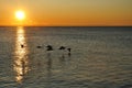 Silhouettes of Canadian Geese Flying at Sunrise Royalty Free Stock Photo