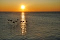 Silhouettes of Canadian Geese Flying at Sunrise Royalty Free Stock Photo