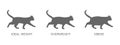 Silhouettes of cats with ideal weight, overweight and obese. Kitten profileswith normal and fat body condition. Process