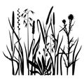 Silhouettes of cereals and field grasses