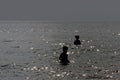 Silhouettes of children in Azov sea at dawn