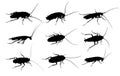 Silhouettes of cockroaches.