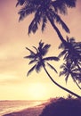 Silhouettes of coconut palm trees on a tropical beach at golden sunset, color toning applied, Sri Lanka Royalty Free Stock Photo