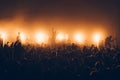 Silhouettes of concert crowd in front of bright stage lights. A sold out crowd on rock concert. Crowd of fans at music festive. Pa Royalty Free Stock Photo