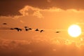 Silhouettes of Cranes( Grus Grus) at Sunset Germany Baltic Sea Royalty Free Stock Photo