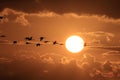 Silhouettes of Cranes( Grus Grus) at Sunset Germany Baltic Sea Royalty Free Stock Photo