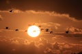 Silhouettes of Cranes( Grus Grus) at Sunset Germany Baltic Sea Royalty Free Stock Photo