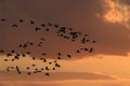 Silhouettes of Cranes( Grus Grus) at Sunset Germany Baltic Sea Royalty Free Stock Photo