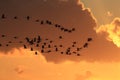 Silhouettes of Cranes( Grus Grus) at Sunset Germany Baltic Sea Royalty Free Stock Photo