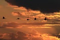 Silhouettes of Cranes( Grus Grus) at Sunset Germany Baltic Sea Royalty Free Stock Photo