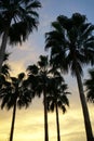 Silhouettes of crowns of tall palms against the background of the evening sky at sunset.