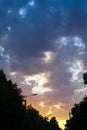 silhouettes of crowns of trees and lanterns against the background of a sunset from beige blue clouds