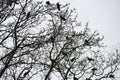 Silhouettes of crows birds on tree branches. Royalty Free Stock Photo