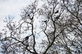 Silhouettes of crows birds on tree branches. Royalty Free Stock Photo