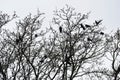 Silhouettes of crows birds on tree branches.