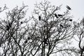 Silhouettes of crows birds on tree branches. Royalty Free Stock Photo