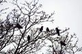 Silhouettes of crows birds on tree branches.