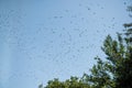 Silhouettes of crows