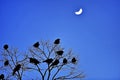 Silhouettes of crows in a tree at dusk Royalty Free Stock Photo