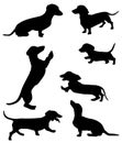 Silhouettes of dachshunds. Vector illustration. Royalty Free Stock Photo