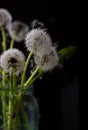 A bouquet of dried dandelions in a jar of water on a black background. Royalty Free Stock Photo