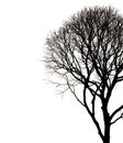 Silhouettes of dead tree branch isolated on white. Saved with cl Royalty Free Stock Photo