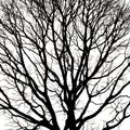 Silhouettes of Dead Tree without Leaves Royalty Free Stock Photo