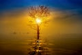 Silhouettes of dead trees on the lake