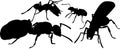 Silhouettes of different ants