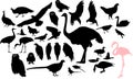 Silhouettes of different birds Royalty Free Stock Photo