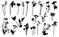 Silhouettes of different flowers daffodil, daisy and etc., different wild plants. Set, vector illustration