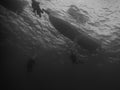 Silhouettes of divers descending on to a ship wreck in Truk