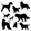 Silhouettes of dogs of different breeds Royalty Free Stock Photo