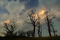 Silhouettes with dried chestnuts at sunset