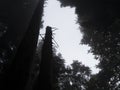 Silhouettes of dried trees in the forest. Bottom view