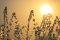 Silhouettes of drops falling water fountain against the backdrop of the setting sun Royalty Free Stock Photo