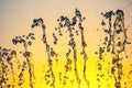 Silhouettes of drops falling water fountain against the backdrop of the setting sun Royalty Free Stock Photo