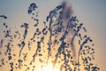 Silhouettes of drops falling water fountain in the setting sun Royalty Free Stock Photo