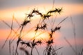 Silhouettes of dry grass with sunset views Royalty Free Stock Photo