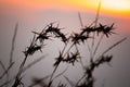 Silhouettes of dry grass with sunset views Royalty Free Stock Photo