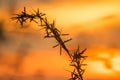 Silhouettes of dry grass with sunset views Royalty Free Stock Photo
