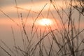 Silhouettes of dry grass with sunset views Royalty Free Stock Photo